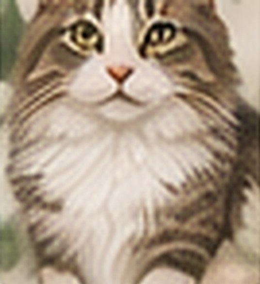 Demo photo of Luna, a long-haired tabby cat