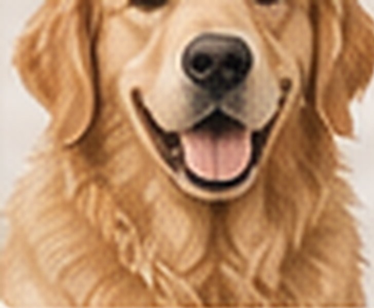 Demo photo of a smiling golden retriever